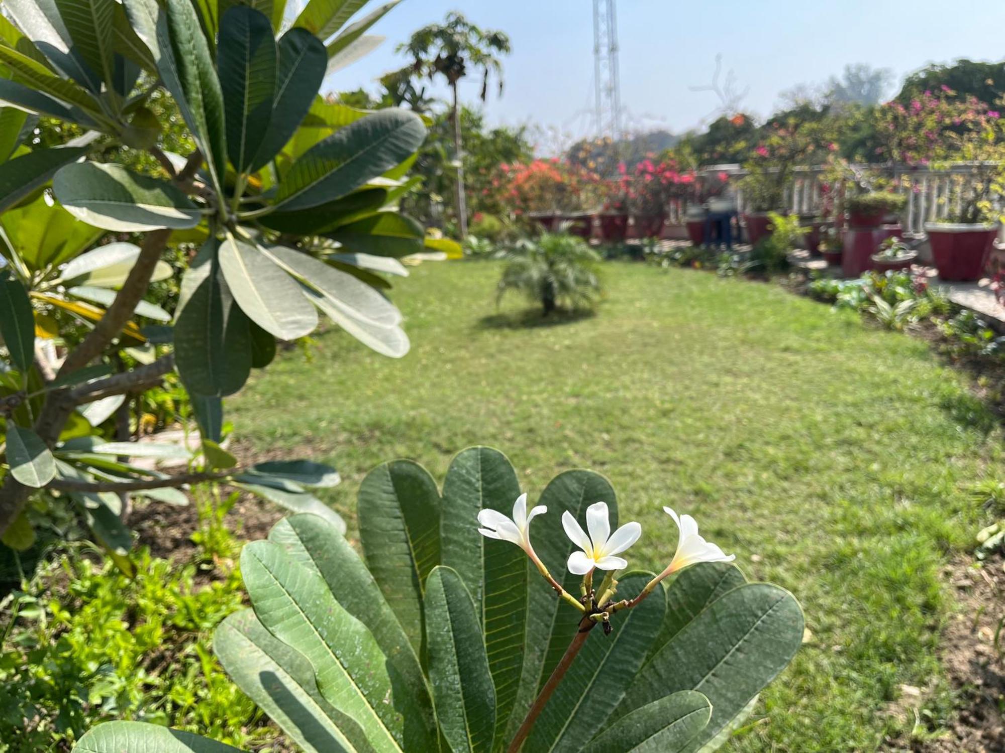 Mulberry Garden *