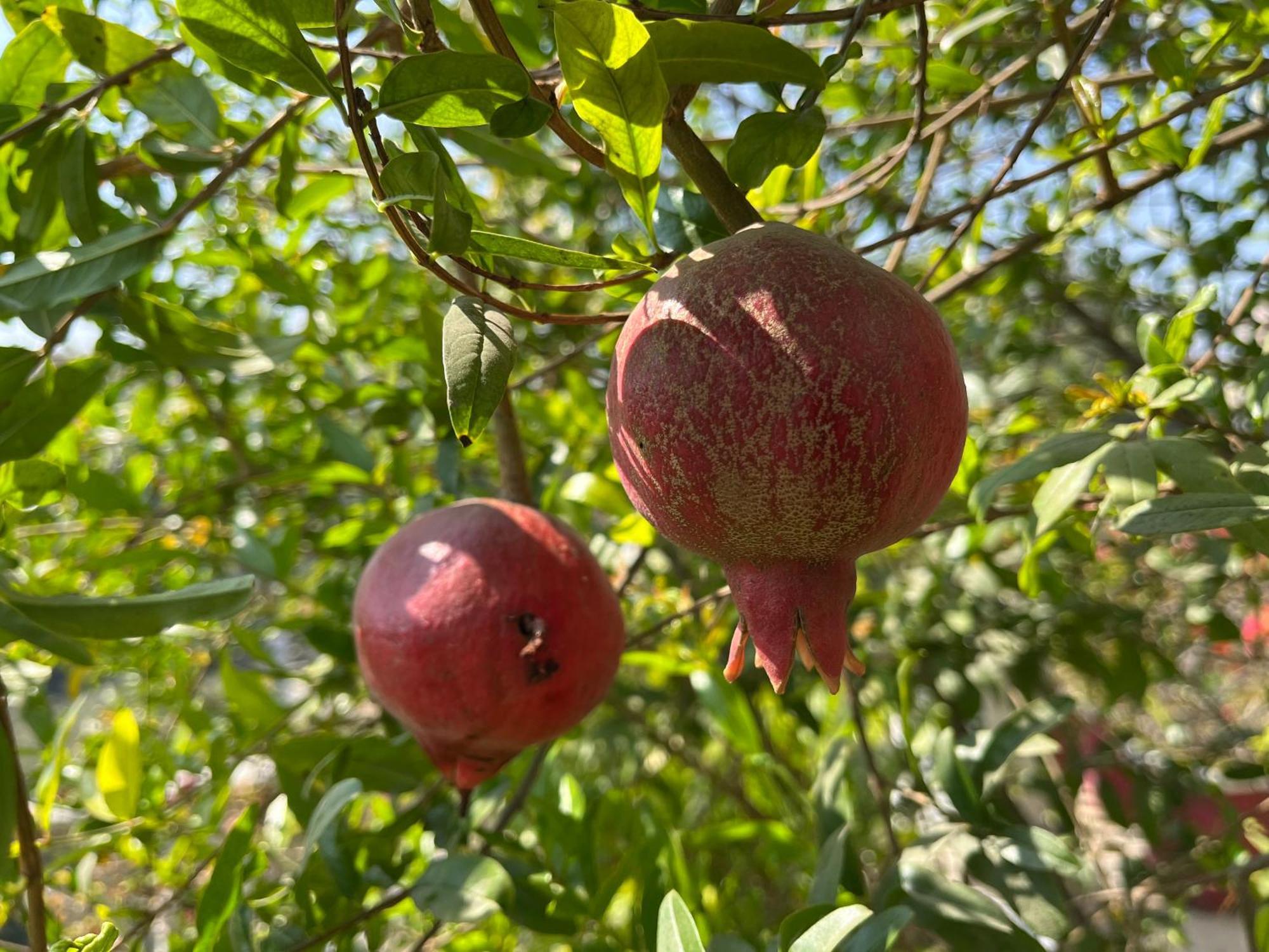 Mulberry Garden Varanasi