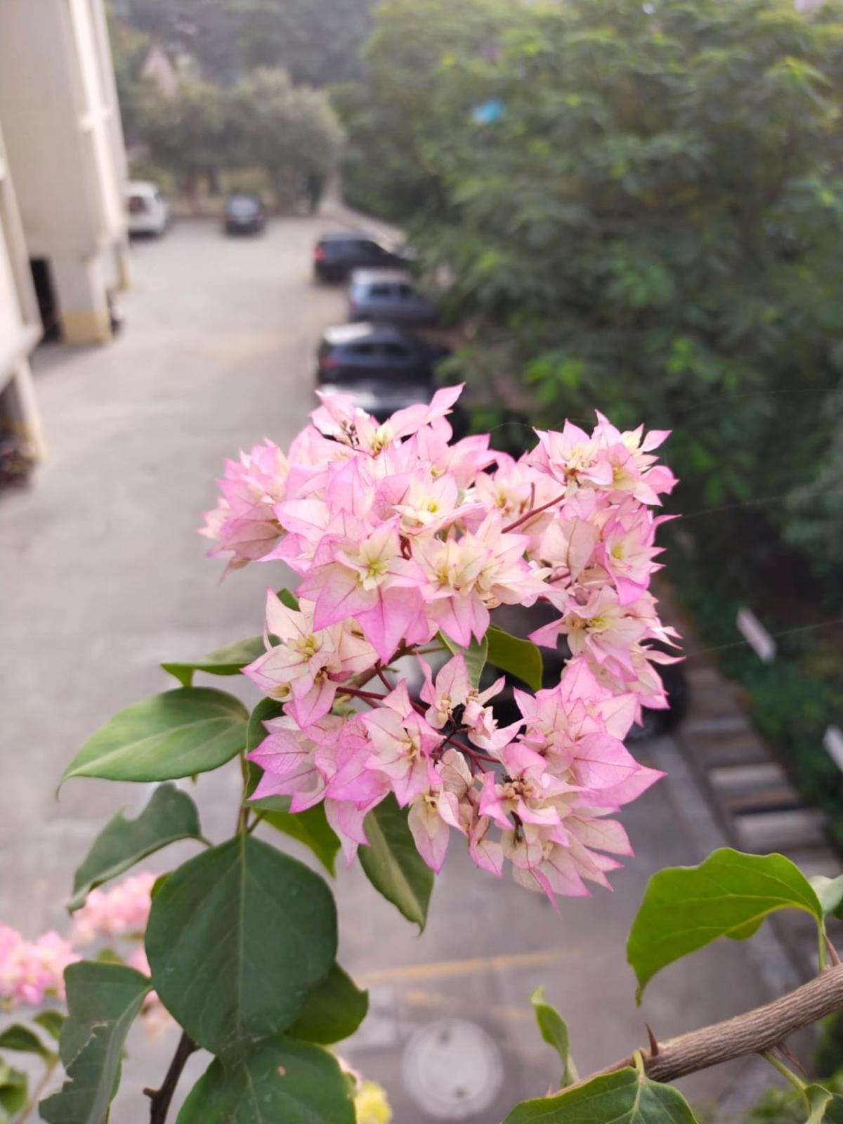 Banaras Homestay *