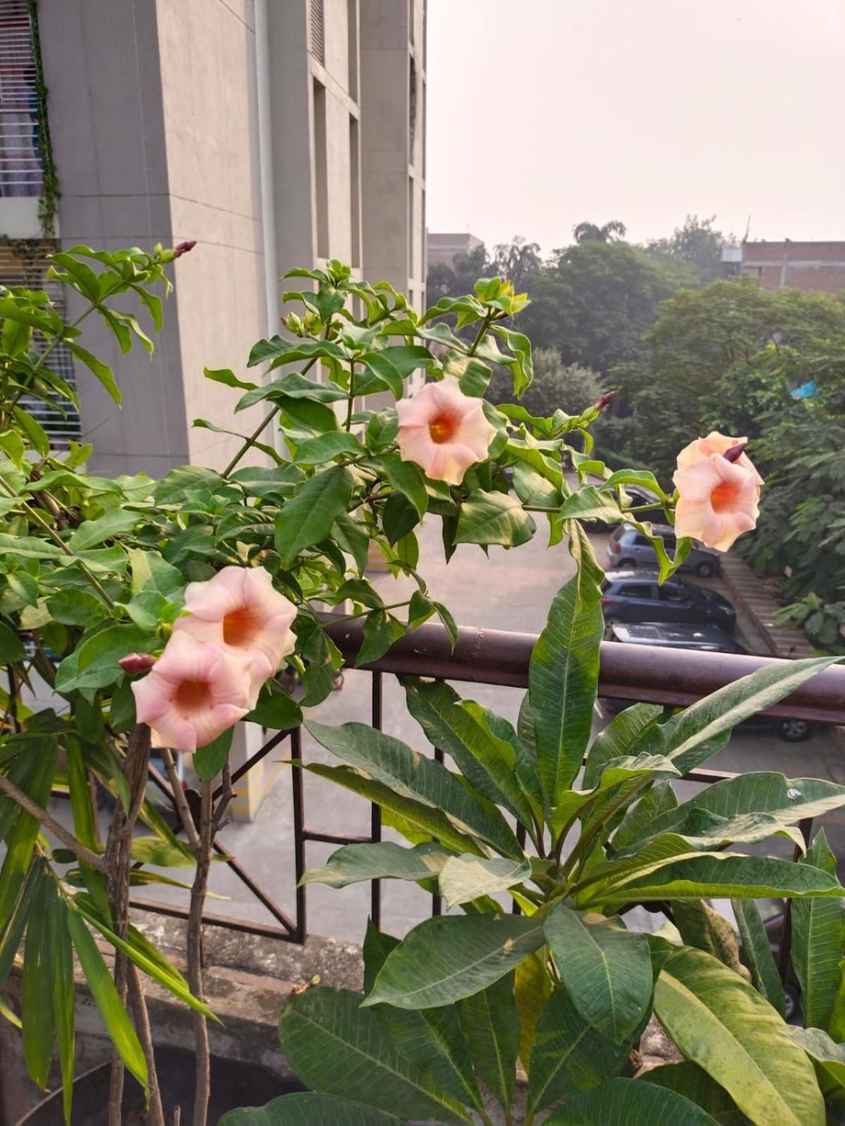 Banaras Homestay *