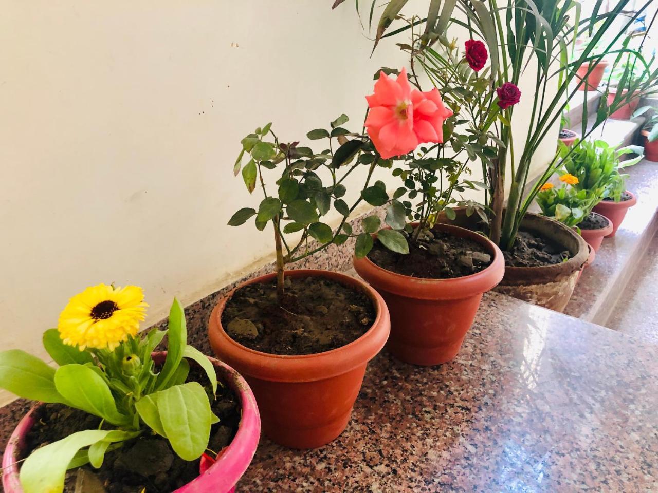 Hotel Gangotri Paying Guest House Varanasi