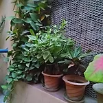 Olya Guest House